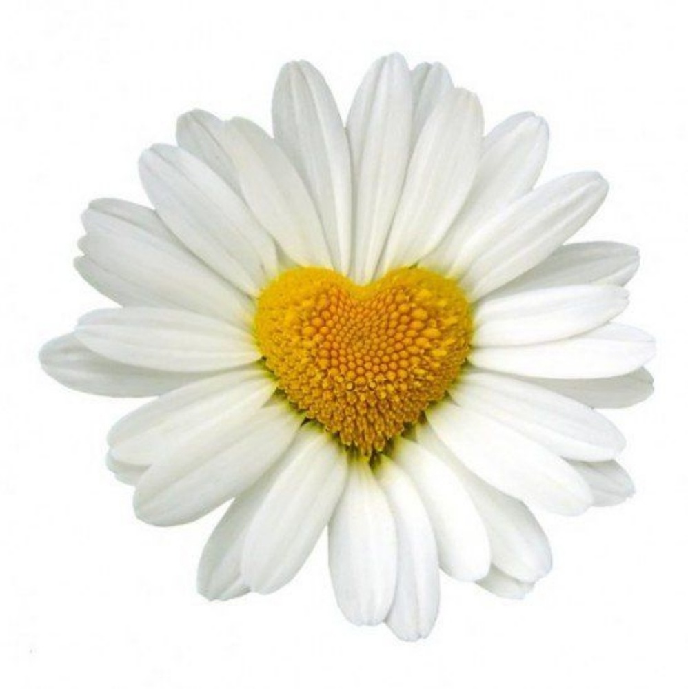 Meet your Posher, Daisy